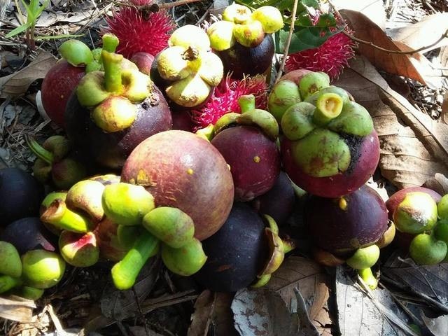Top 10 vườn trái cây Củ Chi – Trung An đáng để tham quan hái trái