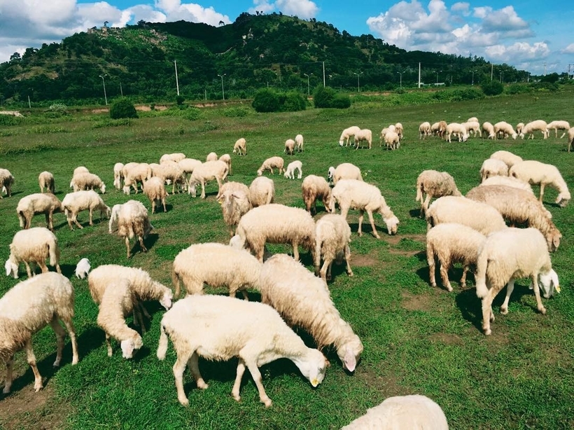 Khám phá đồi cừu Vũng Tàu - Nơi thanh bình vùng đất biển