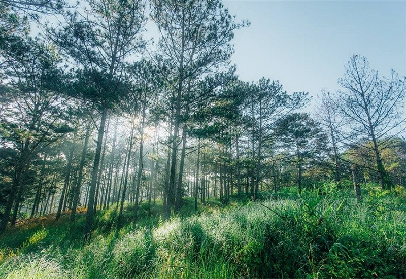 Top 9 khu  rừng thông Đà Lạt được giới trẻ ghé thăm nhiều nhất