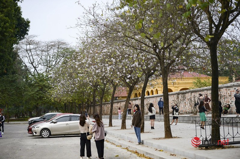 Vườn hoa ban trắng ở đường Quang Trung