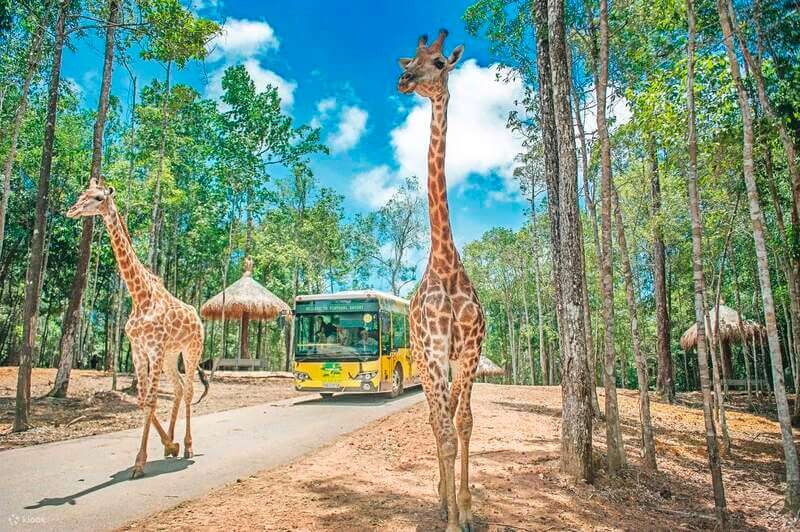Khám phá Vinpearl Safari Phú Quốc – Khu vui chơi hot nhất 2023