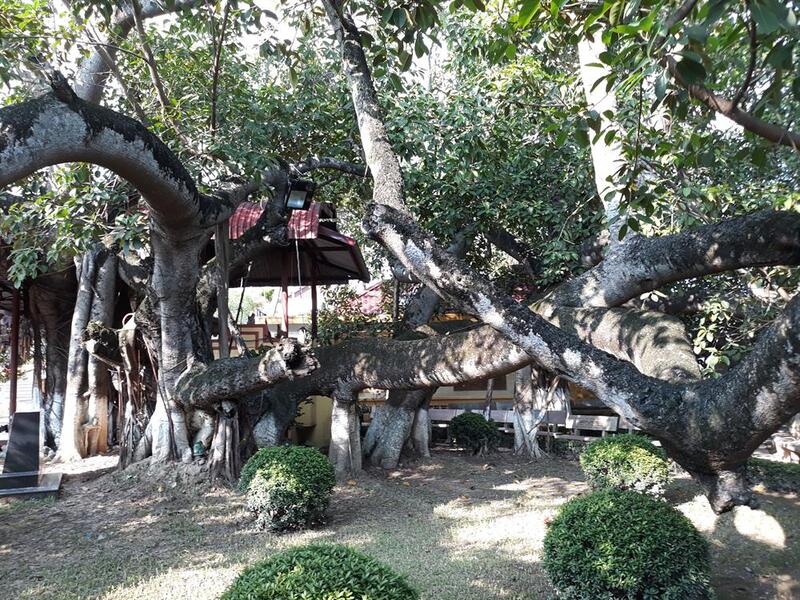 Khám phá cây đa 13 gốc hơn 300 tuổi nổi tiếng ở Hải Phòng